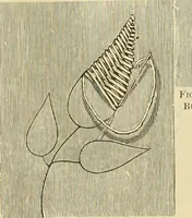 An illustration from Needle-craft: artistic and practical (1889)