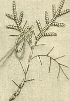 An illustration from Needle-craft: artistic and practical (1889)