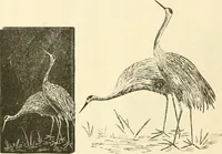 An illustration from Needle-craft: artistic and practical (1889)