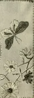 An illustration from Needle-craft: artistic and practical (1889)