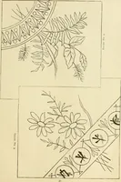 An illustration from Needle-craft: artistic and practical (1889)