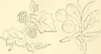 An illustration from Needle-craft: artistic and practical (1889)