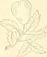 An illustration from Needle-craft: artistic and practical (1889)