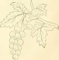 An illustration from Needle-craft: artistic and practical (1889)