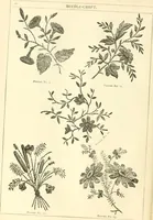 An illustration from Needle-craft: artistic and practical (1889)
