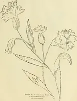 An illustration from Needle-craft: artistic and practical (1889)