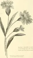 An illustration from Needle-craft: artistic and practical (1889)