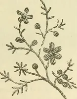 An illustration from Needle-craft: artistic and practical (1889)