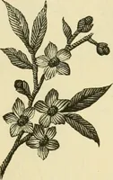 An illustration from Needle-craft: artistic and practical (1889)