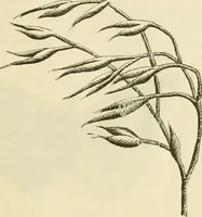 An illustration from Needle-craft: artistic and practical (1889)