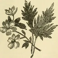 An illustration from Needle-craft: artistic and practical (1889)