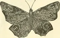 An illustration from Needle-craft: artistic and practical (1889)