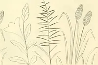 An illustration from Needle-craft: artistic and practical (1889)