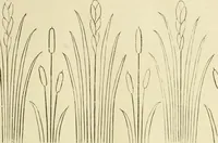An illustration from Needle-craft: artistic and practical (1889)