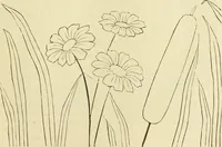 An illustration from Needle-craft: artistic and practical (1889)