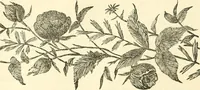 An illustration from Needle-craft: artistic and practical (1889)