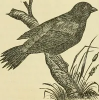 An illustration from Needle-craft: artistic and practical (1889)