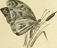An illustration from Needle-craft: artistic and practical (1889)