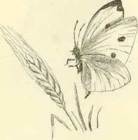 An illustration from Needle-craft: artistic and practical (1889)