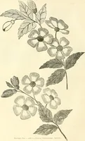 An illustration from Needle-craft: artistic and practical (1889)