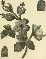 An illustration from Needle-craft: artistic and practical (1889)