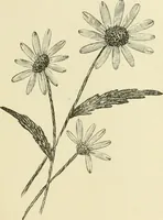 An illustration from Needle-craft: artistic and practical (1889)