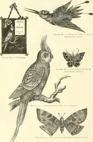 An illustration from Needle-craft: artistic and practical (1889)