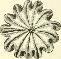 An illustration from Needle-craft: artistic and practical (1889)