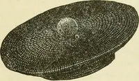 An illustration from Needle-craft: artistic and practical (1889)