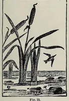 Picture 3 of 17 from Needles and brushes, and how to use them; a manual of fancy work (1887), leaf 49