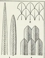 An illustration from Needlework as art (1886)