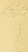 Picture 4 of 11 from The needle workers' guide without a teacher .. (1895), leaf 20