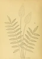Picture 5 of 11 from The needle workers' guide without a teacher .. (1895), leaf 22