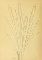 Picture 6 of 11 from The needle workers' guide without a teacher .. (1895), leaf 24