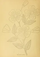 Picture 7 of 11 from The needle workers' guide without a teacher .. (1895), leaf 26