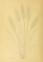 An illustration from The needle workers' guide without a teacher .. (1895)