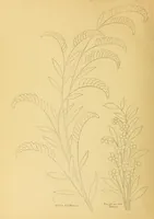 Picture 9 of 11 from The needle workers' guide without a teacher .. (1895), leaf 30