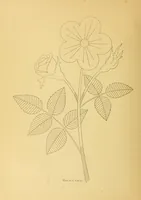 An illustration from The needle workers' guide without a teacher .. (1895)