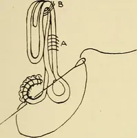 An illustration from Needlework without "specimens": the modern book of school needlework (1900)
