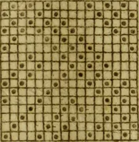 An illustration from Neu hervorkommendes Weber Kunst und Bild Buch (1736)