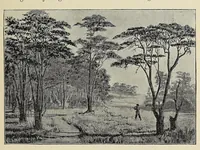 An illustration from The new Africa : a journey up the Chobe and down the Okovanga rivers : a record of exploration and sport (1897)