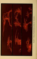 An illustration from A new astronomy for beginners (1898)