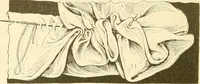 An illustration from The new dressmaker; with complete and fully illustrated instructions on every point connected with sewing, dressmaking and tailoring, from the actual stitches to the cutting, making, altering, mending, and cleaning of clothes for ladies, misses, girls, children, infants, men and boys (1921)