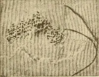 An illustration from The new dressmaker; with complete and fully illustrated instructions on every point connected with sewing, dressmaking and tailoring, from the actual stitches to the cutting, making, altering, mending, and cleaning of clothes for ladies, misses, girls, children, infants, men and boys (1921)