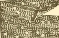 An illustration from The new dressmaker; with complete and fully illustrated instructions on every point connected with sewing, dressmaking and tailoring, from the actual stitches to the cutting, making, altering, mending, and cleaning of clothes for ladies, misses, girls, children, infants, men and boys (1921)