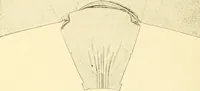An illustration from The new dressmaker; with complete and fully illustrated instructions on every point connected with sewing, dressmaking and tailoring, from the actual stitches to the cutting, making, altering, mending, and cleaning of clothes for ladies, misses, girls, children, infants, men and boys (1921)