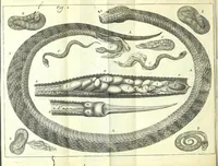An illustration from New experiments upon vipers : (1673)