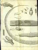 An illustration from New experiments upon vipers : (1673)
