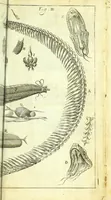 An illustration from New experiments upon vipers : (1673)