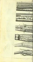 An illustration from New experiments upon vipers : (1673)